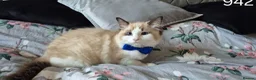 Ragdoll cats for sale: 3 TICA Registered Males for Sale. READY NOW - Advert 14