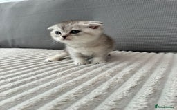 Scottish Fold cats for sale: Scottish fold kittens - Image 19