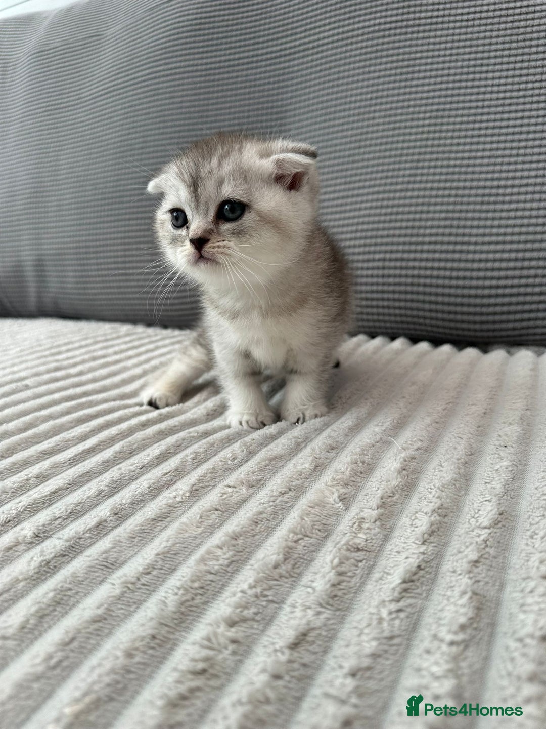 Scottish Fold cats for sale: Scottish fold kittens - Image 19