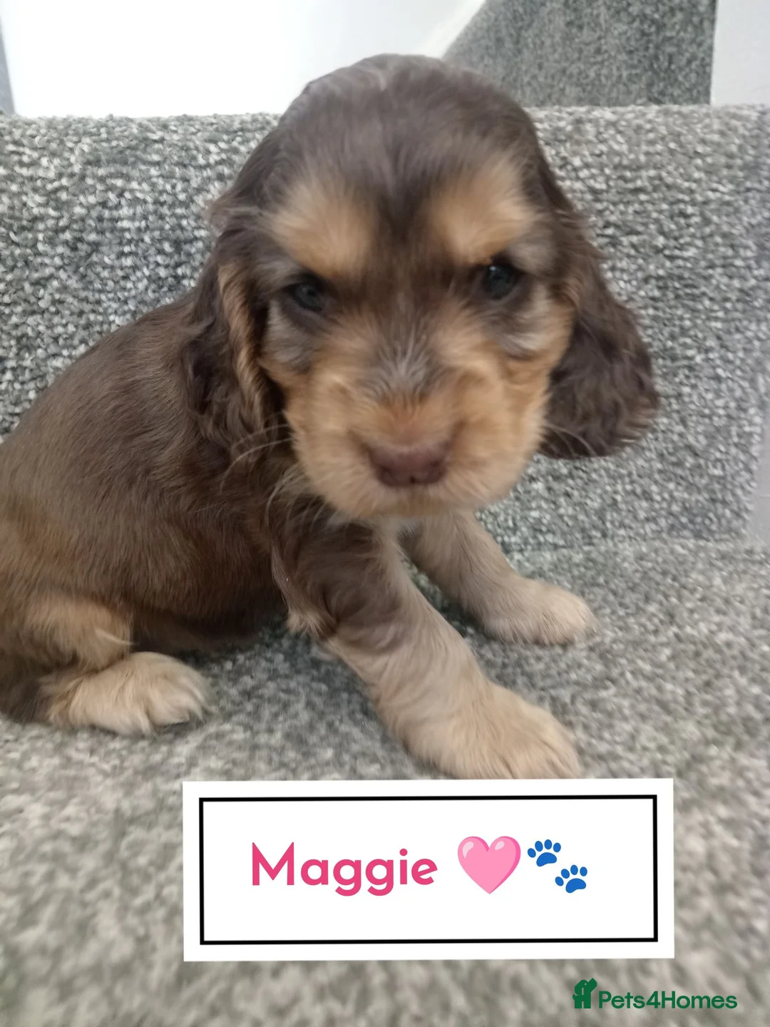 Cocker Spaniel dogs for sale: 🐶 KC Reg Chocolate Show type Cockers🐶🐾  - Advert 23