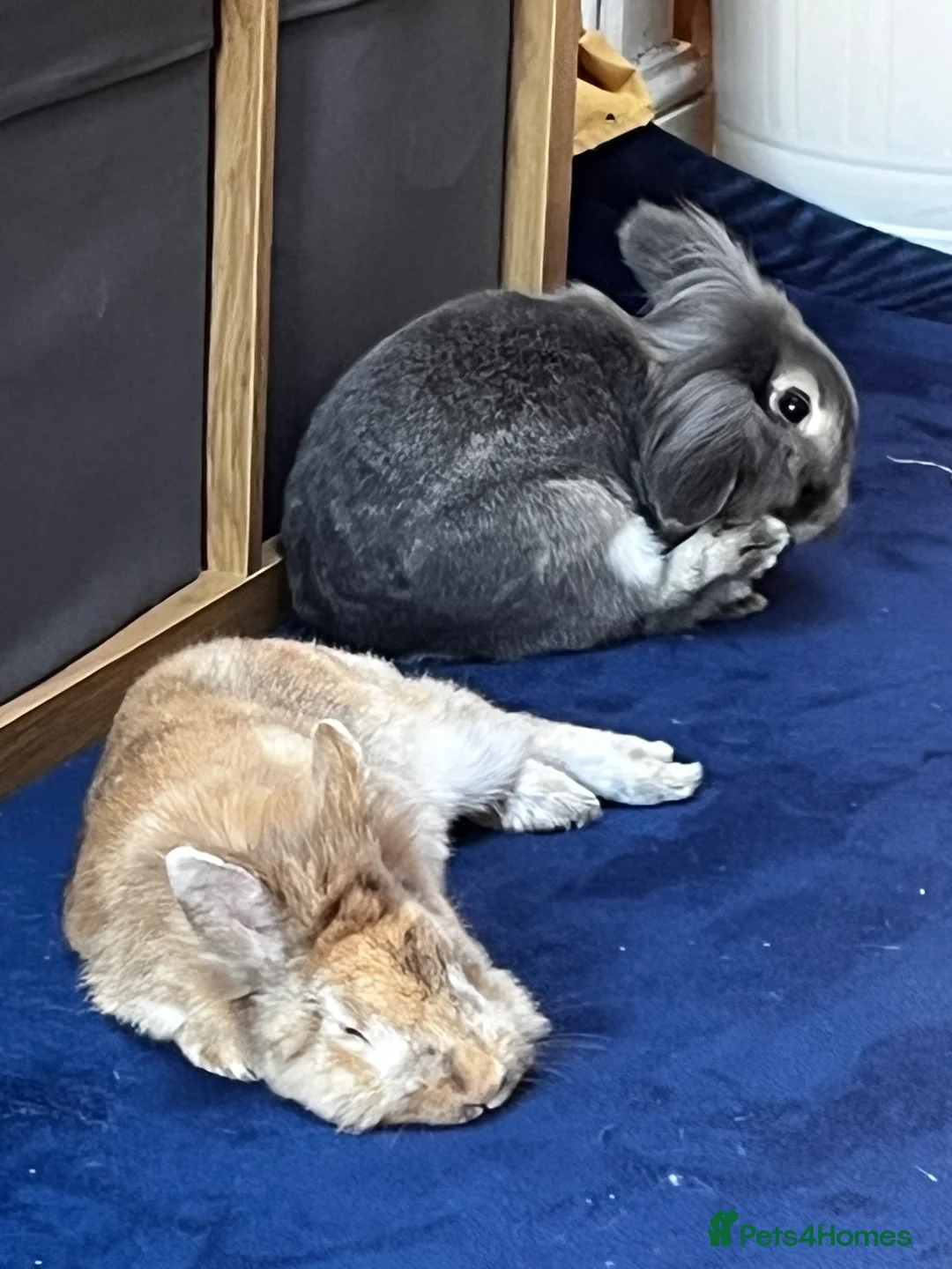 Mixed Breed rabbits for sale: Bonded pair of 4yo MF house rabbits - Advert 1
