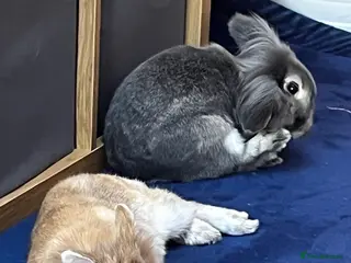Mixed Breed rabbits Bonded pair of 4yo MF house rabbits - Advert 1