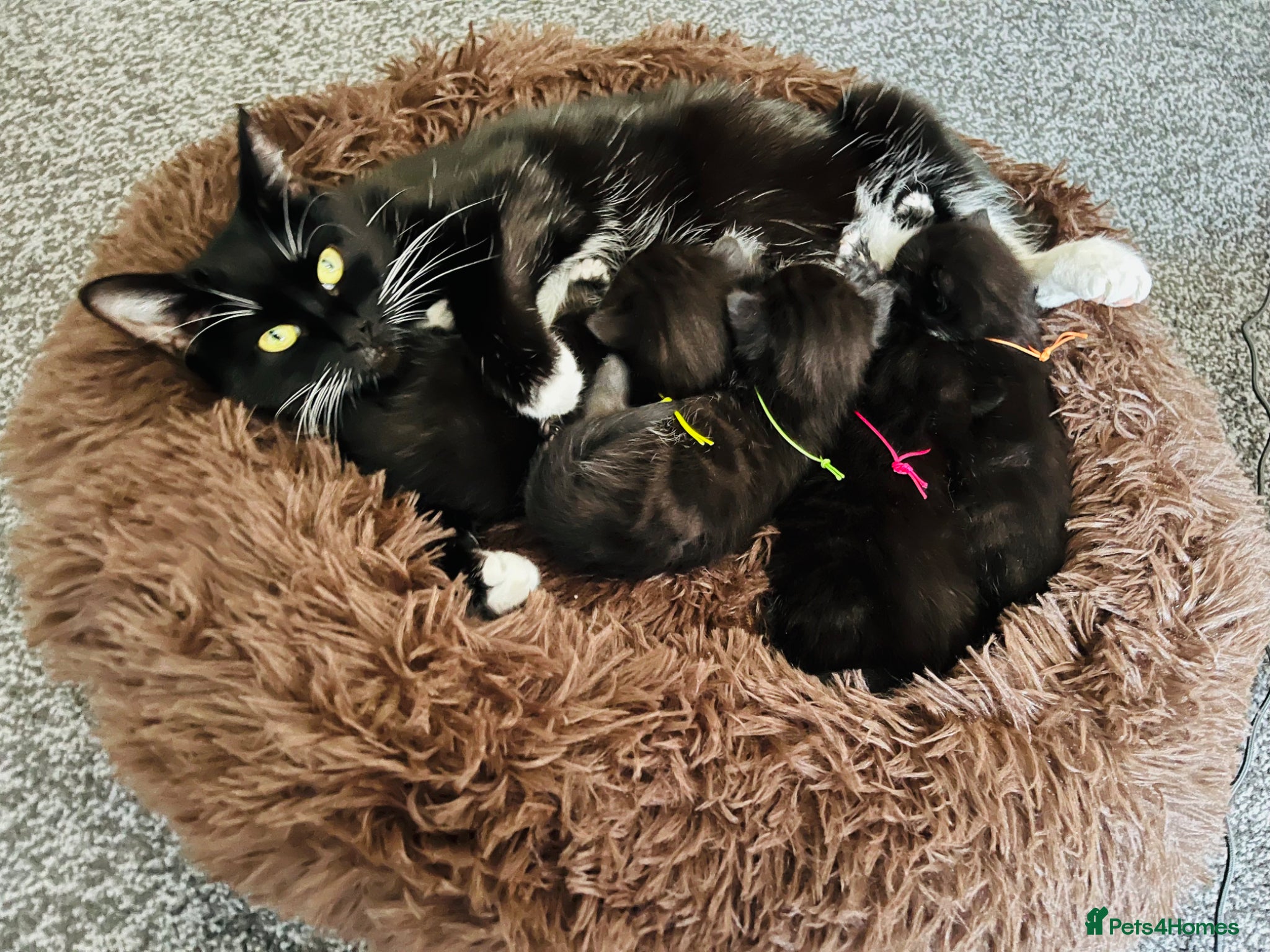 Mixed Breed cats Kittens half Russian blue  - Advert 15