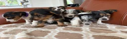 Yorkshire Terrier dogs for sale: Yorkshire terrier puppies - Advert 6