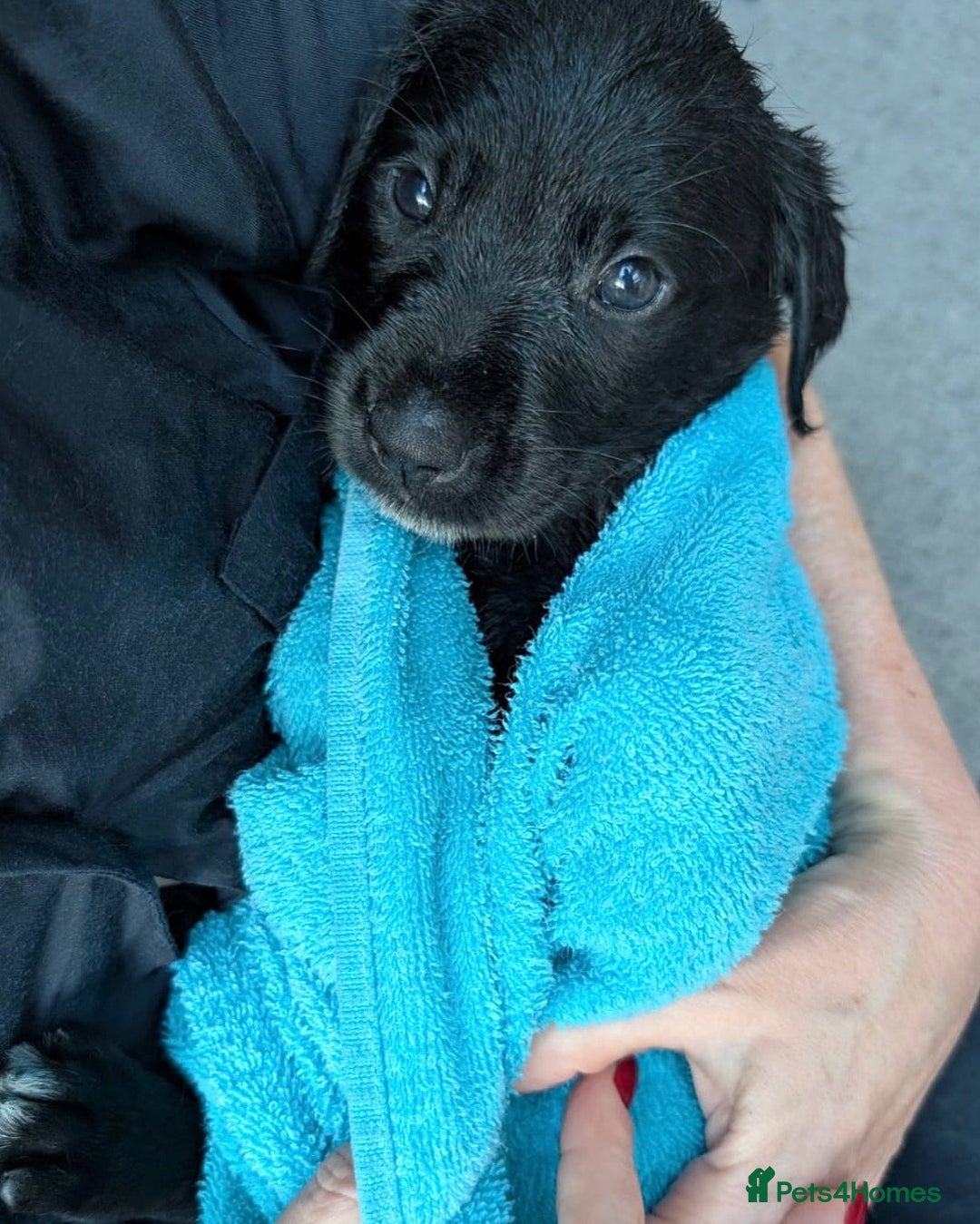 Mixed Breed dogs for sale: German wire haired pointer cross puppies - Image 11