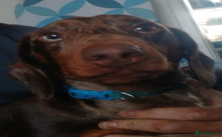 Dachshund dogs - Advert 2
