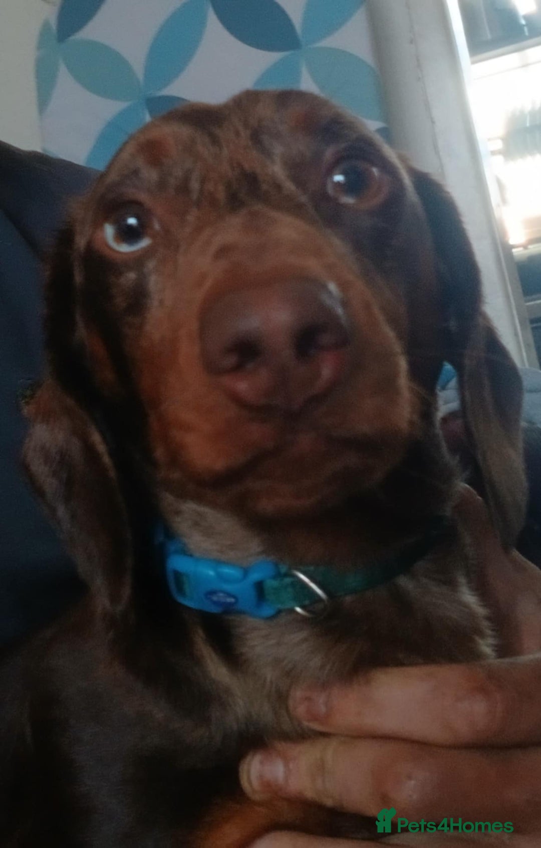 Dachshund dogs for sale: Clyde - Image 1