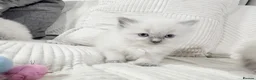 Ragdoll cats for sale: Blue Point Ragdoll Kittens for sale - Advert 12