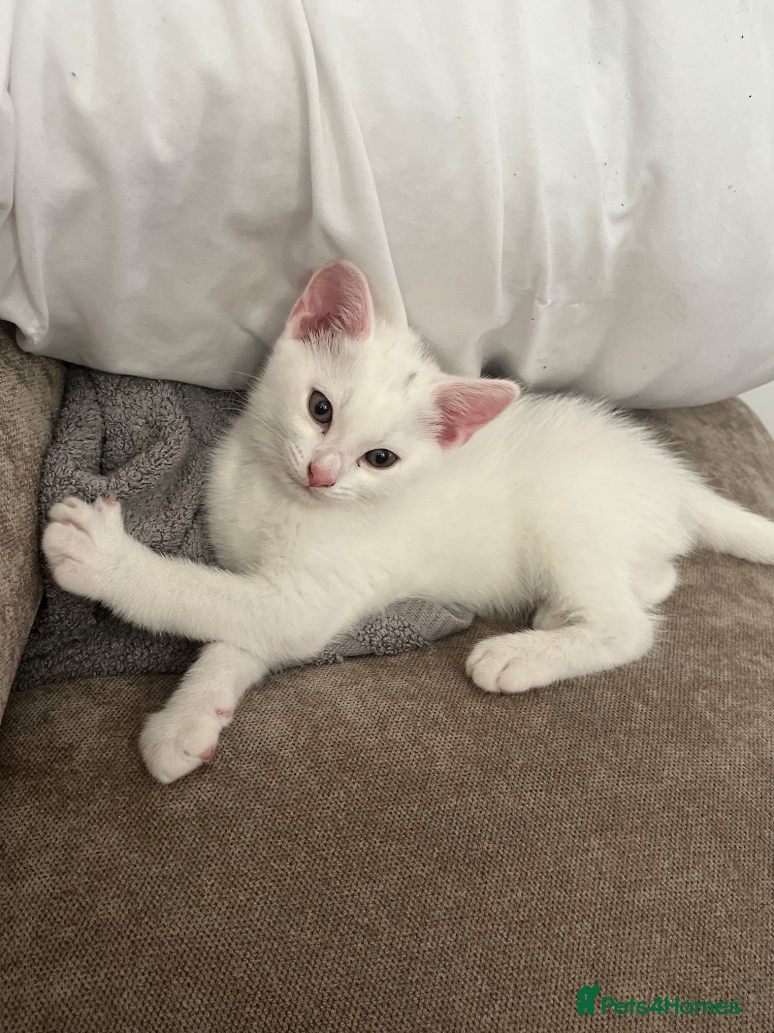 British Shorthair cats Cute white hair kitten  - Advert 17