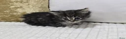 Domestic Shorthair cats for sale: Beautiful Litter of 8 Kittens –5 Females & 3 Males - Advert 27