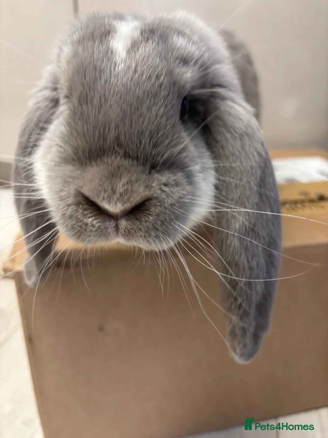 French Lop rabbits for sale: French Lop Bunny - Advert 6