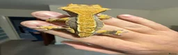 Gecko reptiles for sale: 🔥🔥🔥 Baby crested Geckos 🔥🔥🔥 - Advert 18