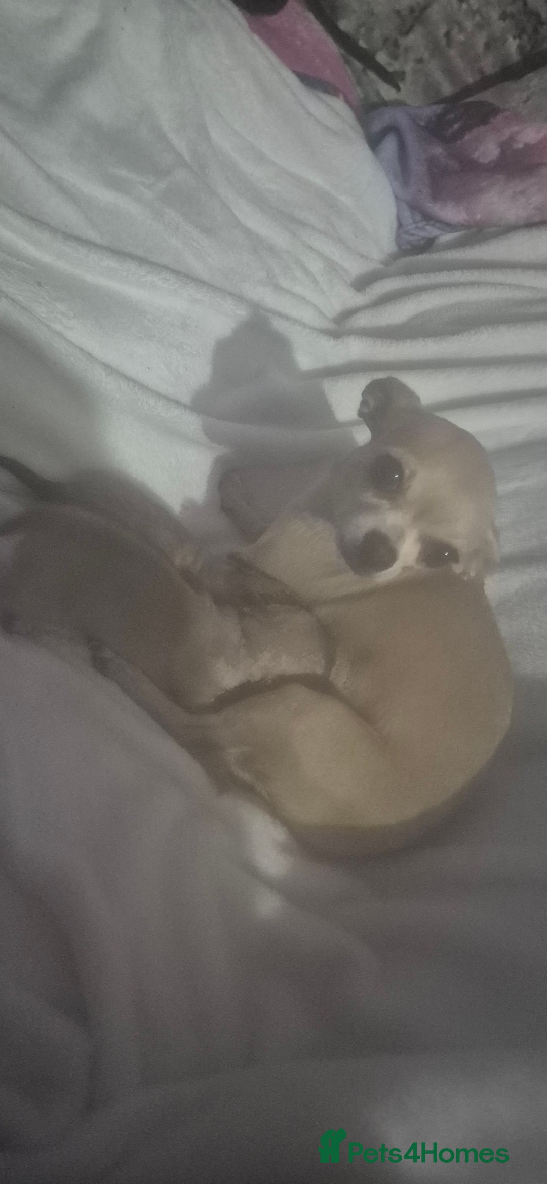 Chihuahua dogs for sale: Chihuahua's - Image 6