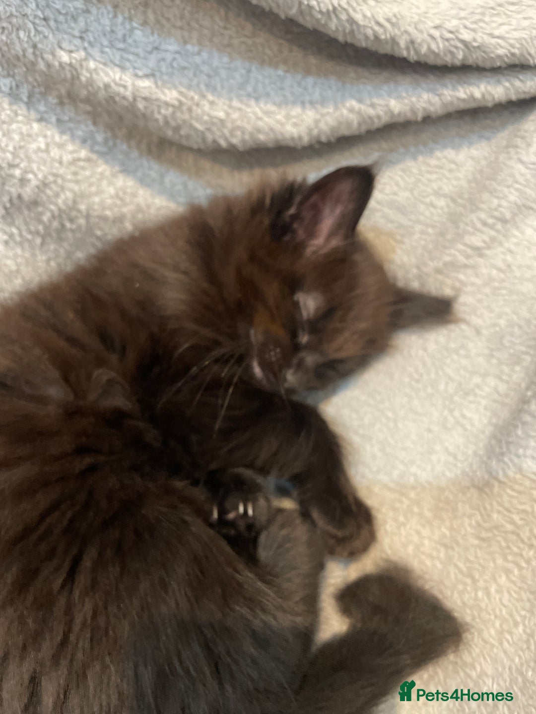 British Longhair cats for sale: Beautiful little kitten for sale - Image 1