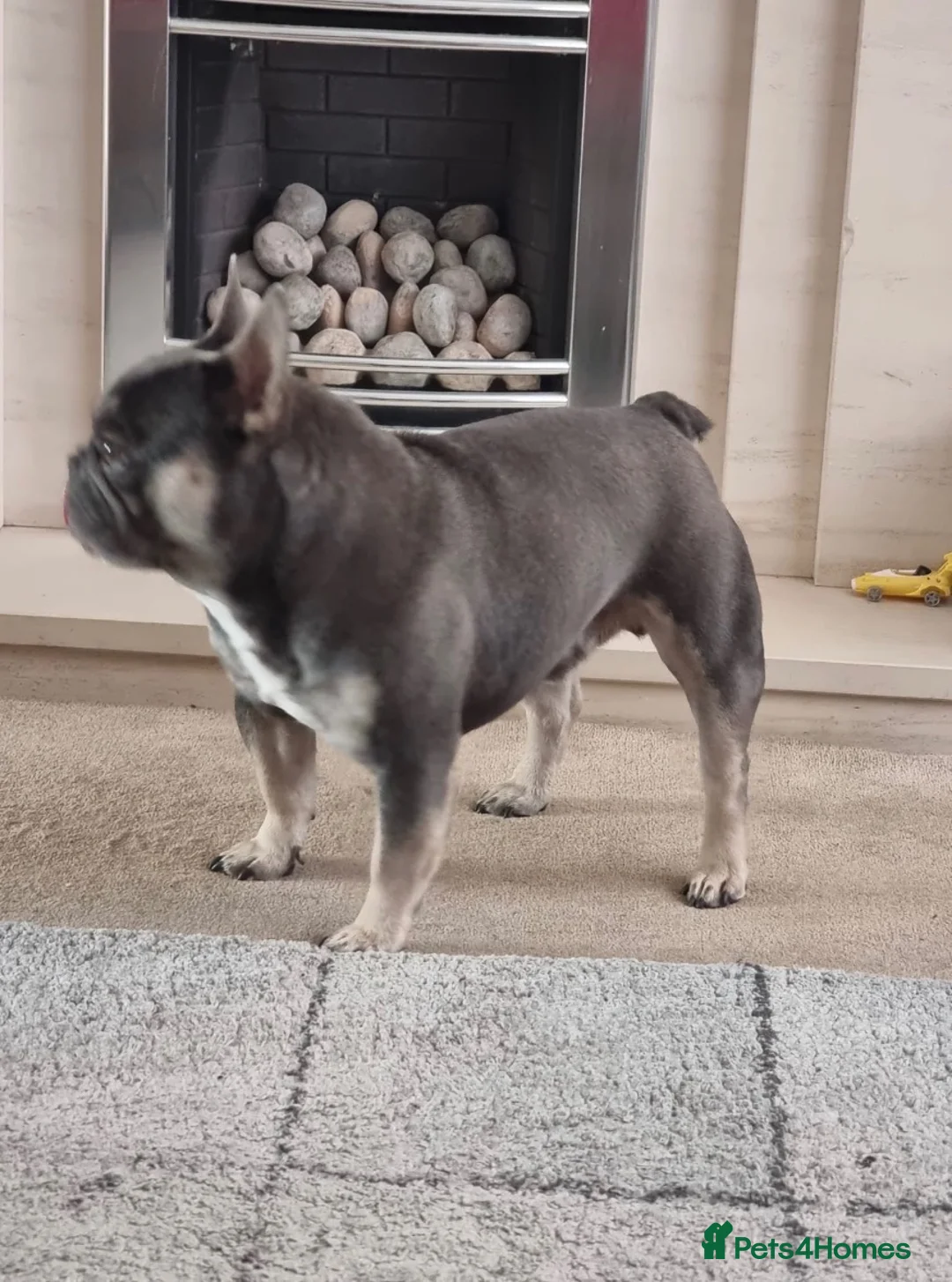 French Bulldog dogs for sale: Male French bulldog 6 years old very friendly in Swindon - Advert 4