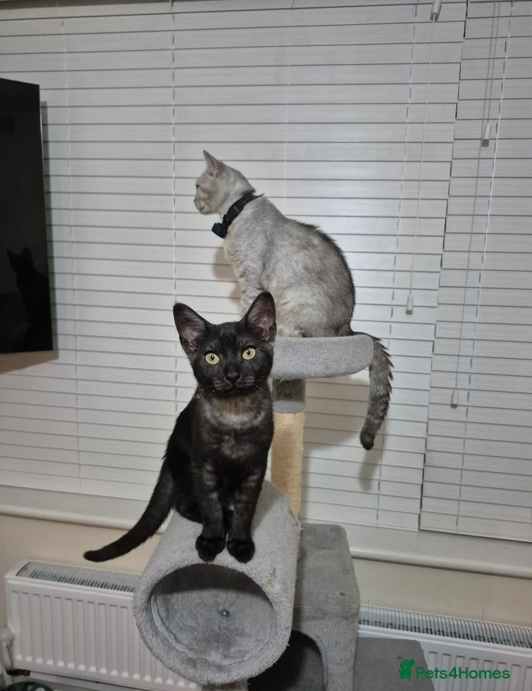 British Shorthair cats for sale: CUTE KITTENS - Advert 2