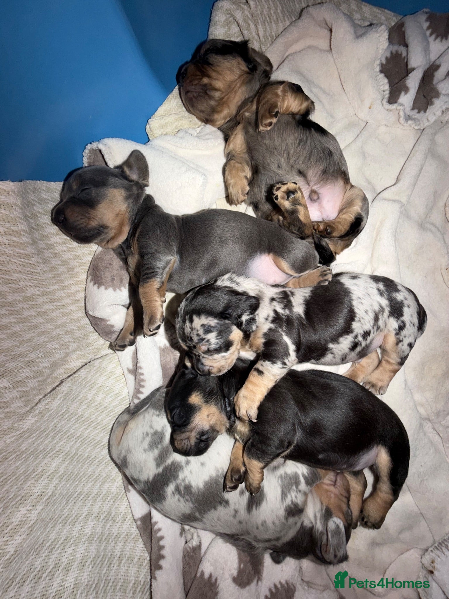 Mixed Breed dogs Miniature Daschund X Frenchie puppies - Advert 17