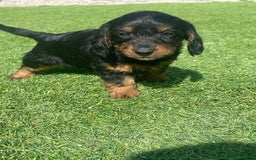 Doxiepoo dogs for sale: Doxiepoos - Image 24
