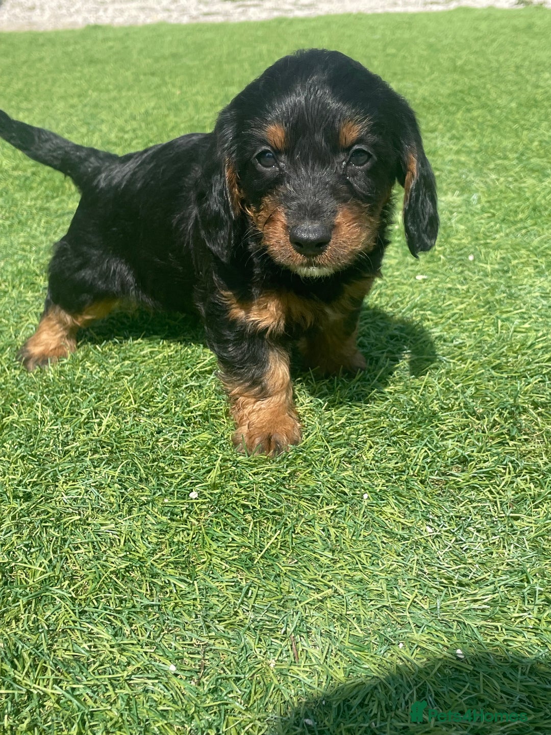Doxiepoo dogs for sale: Doxiepoos - Image 24
