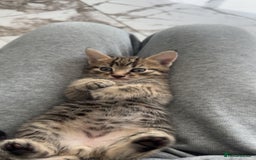 Domestic Shorthair cats for sale: Adorable tabby/bengal kittens to a good home - Image 3