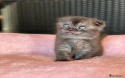 British Shorthair cats for sale: Purebred Scottish Fold and Straight kittens. in Reading - Image 3