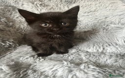 Mixed Breed cats for sale: 4 beautiful kittens for sale.  - Image 7