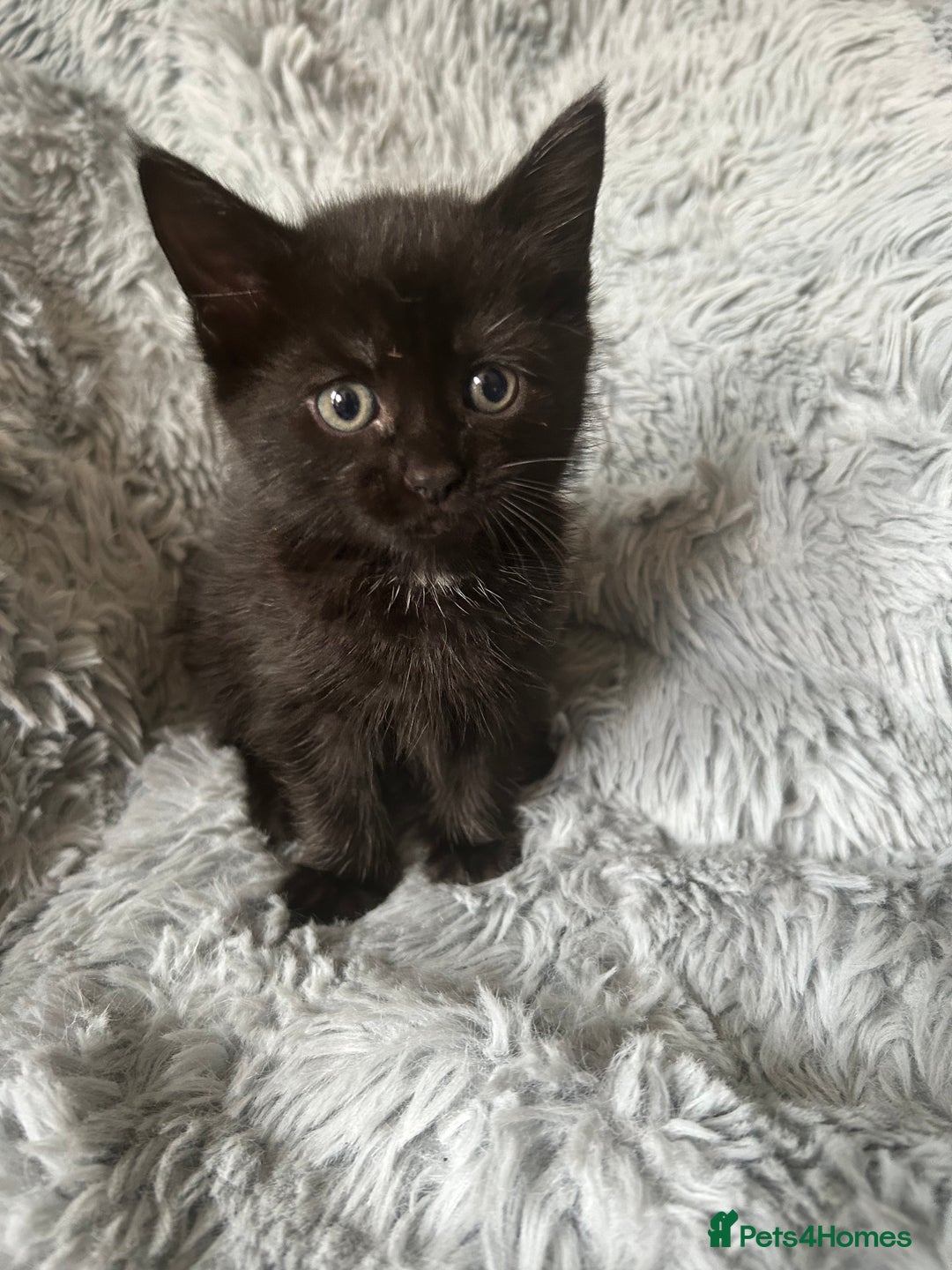 Mixed Breed cats for sale: 4 beautiful kittens for sale.  - Image 7