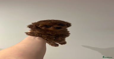 Toy Poodle dogs - Advert 4