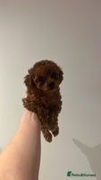 Toy Poodle dogs - Advert 4