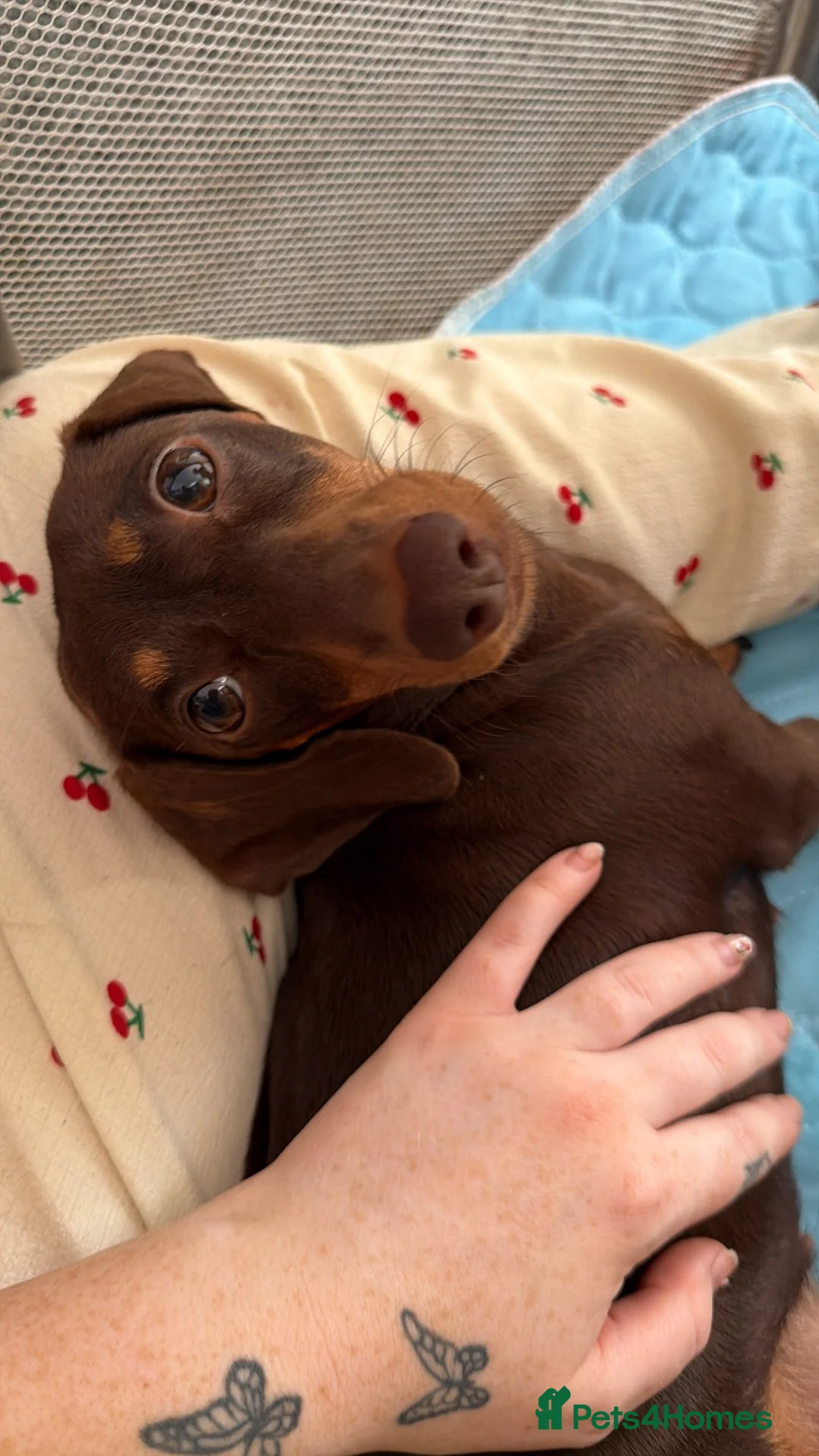 Miniature Dachshund dogs for sale: Miniature dachshund puppies  - Advert 27