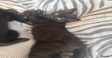 Mixed Breed cats - Advert 1
