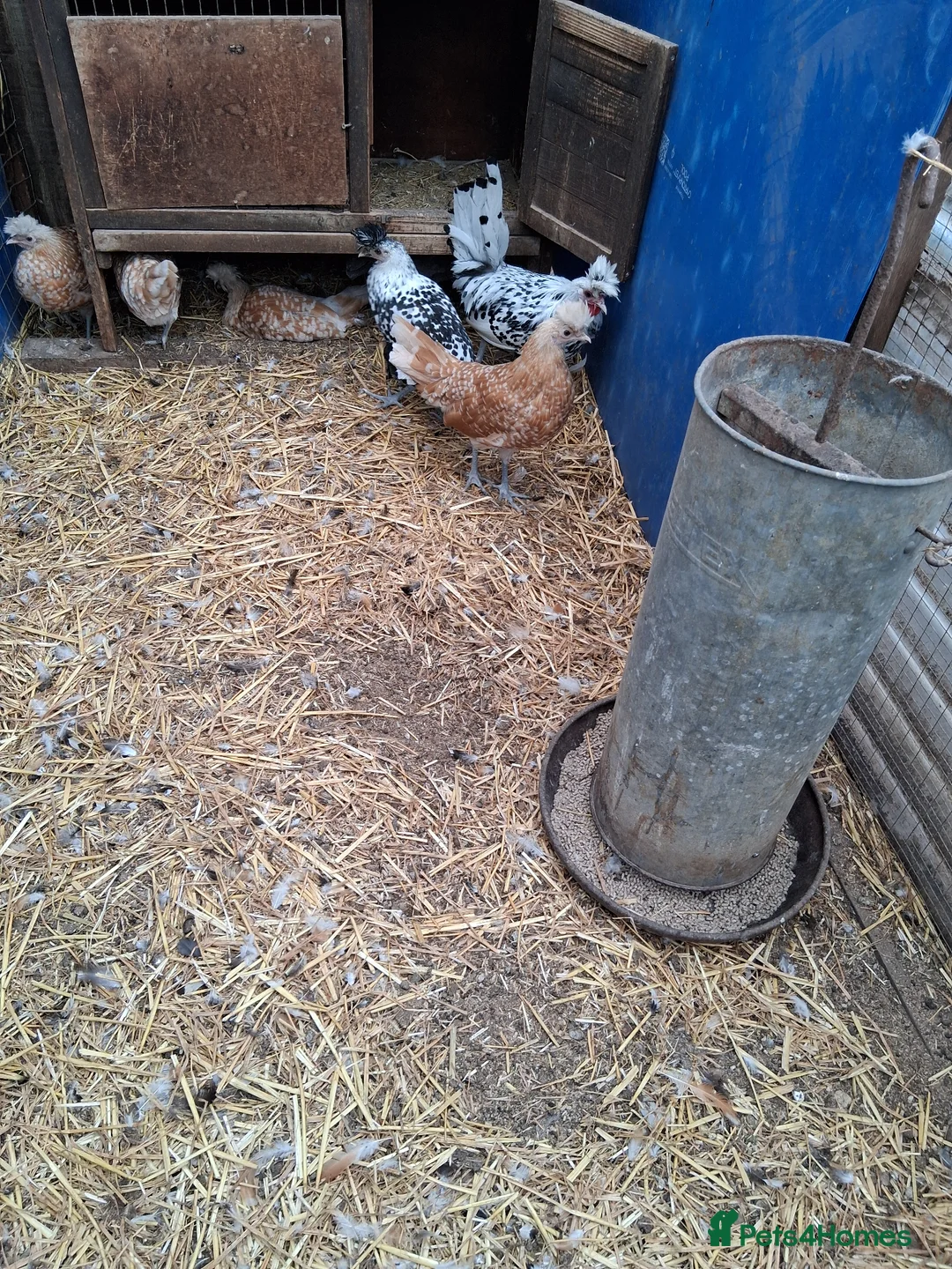 Chickens poultry for sale: Appenzella in a mix of colours  - Advert 3