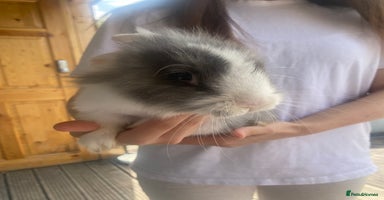 Lionhead rabbits - Advert 5