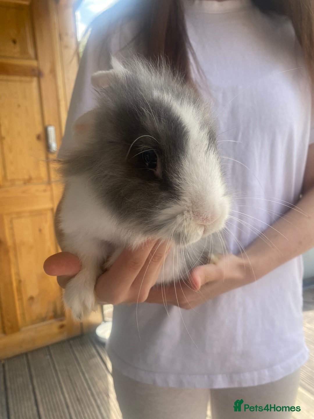 Lionhead rabbits for sale: Baby bunnies - Image 2