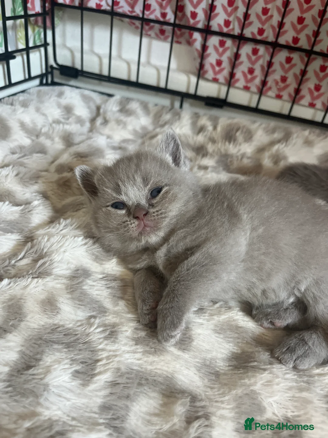 British Shorthair cats for sale: Beautiful litter of British short hair kittens - Advert 2