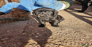 Labrador Retriever dogs - Advert 15