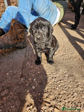Labrador Retriever dogs - Advert 4