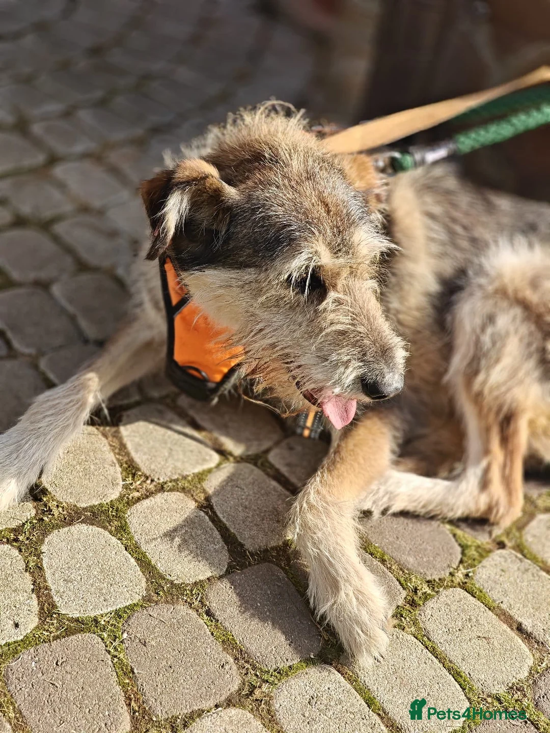 Mixed Breed dogs for adoption: ❤️OXY❤️Large• Scruffy •Gentle • Playful • Loving - Advert 13