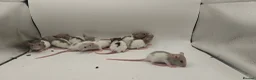 Rat rodents for sale: 🐀 August Rats Are Here! 🐀 - Advert 2