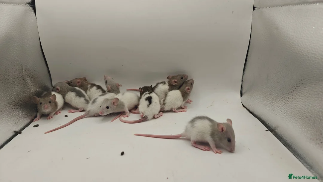 Rat rodents for sale: 🐀 August Rats Are Here! 🐀 - Advert 2