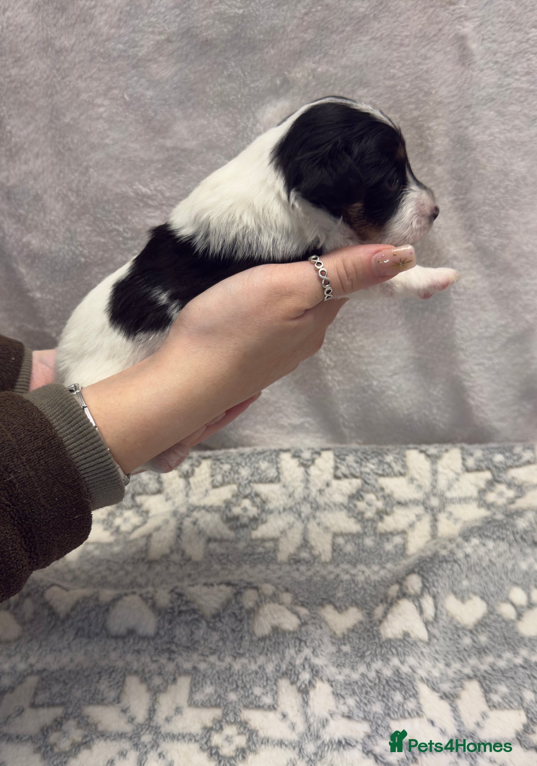 Jack Russell dogs for sale: Bred From Health Tested Parents - Advert 12