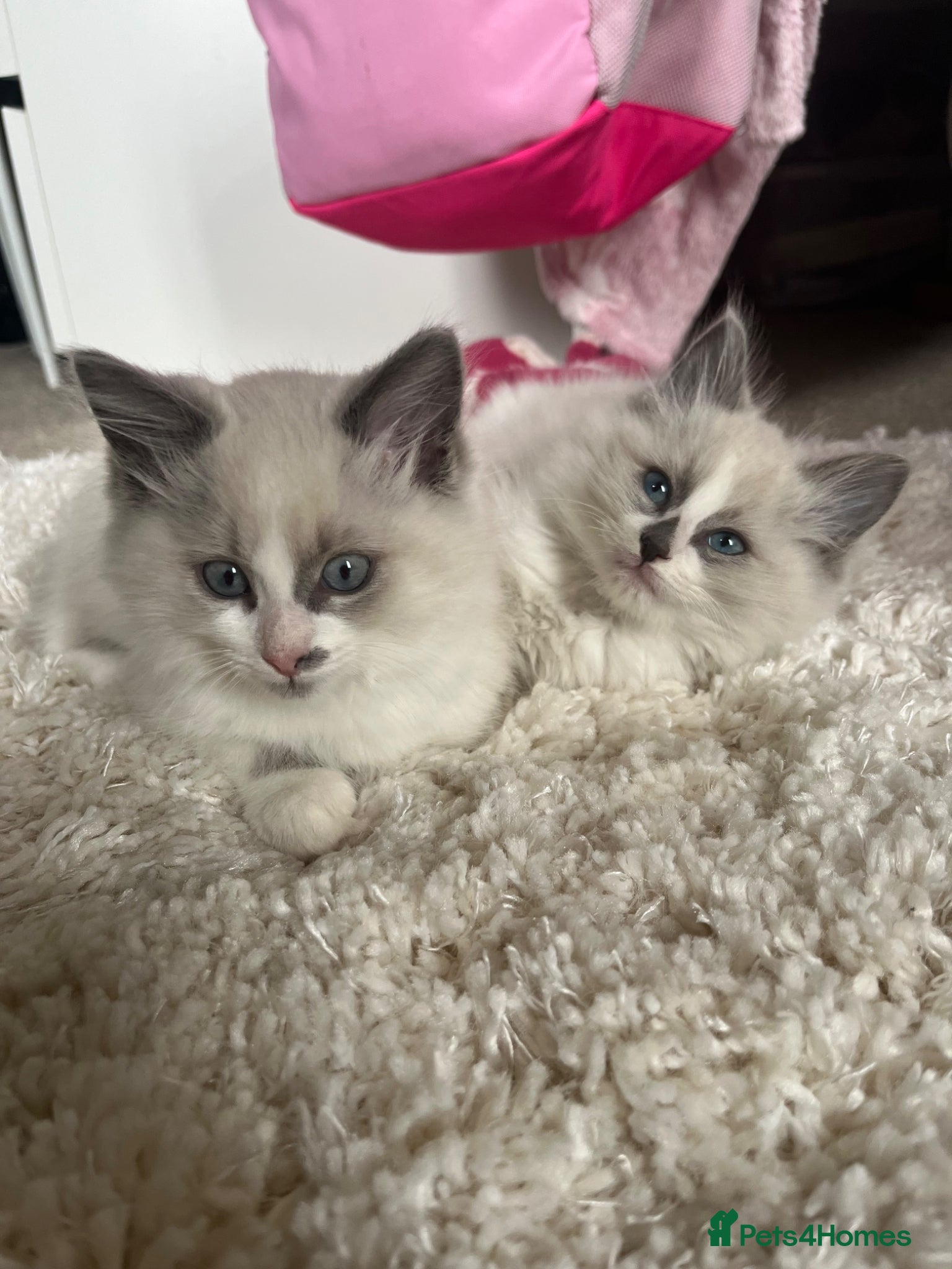 Ragdoll cats blue lynx bi colour ragdolls   - Advert 2