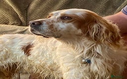 English Setter dogs for adoption: Dover in Woolacombe - Image 1