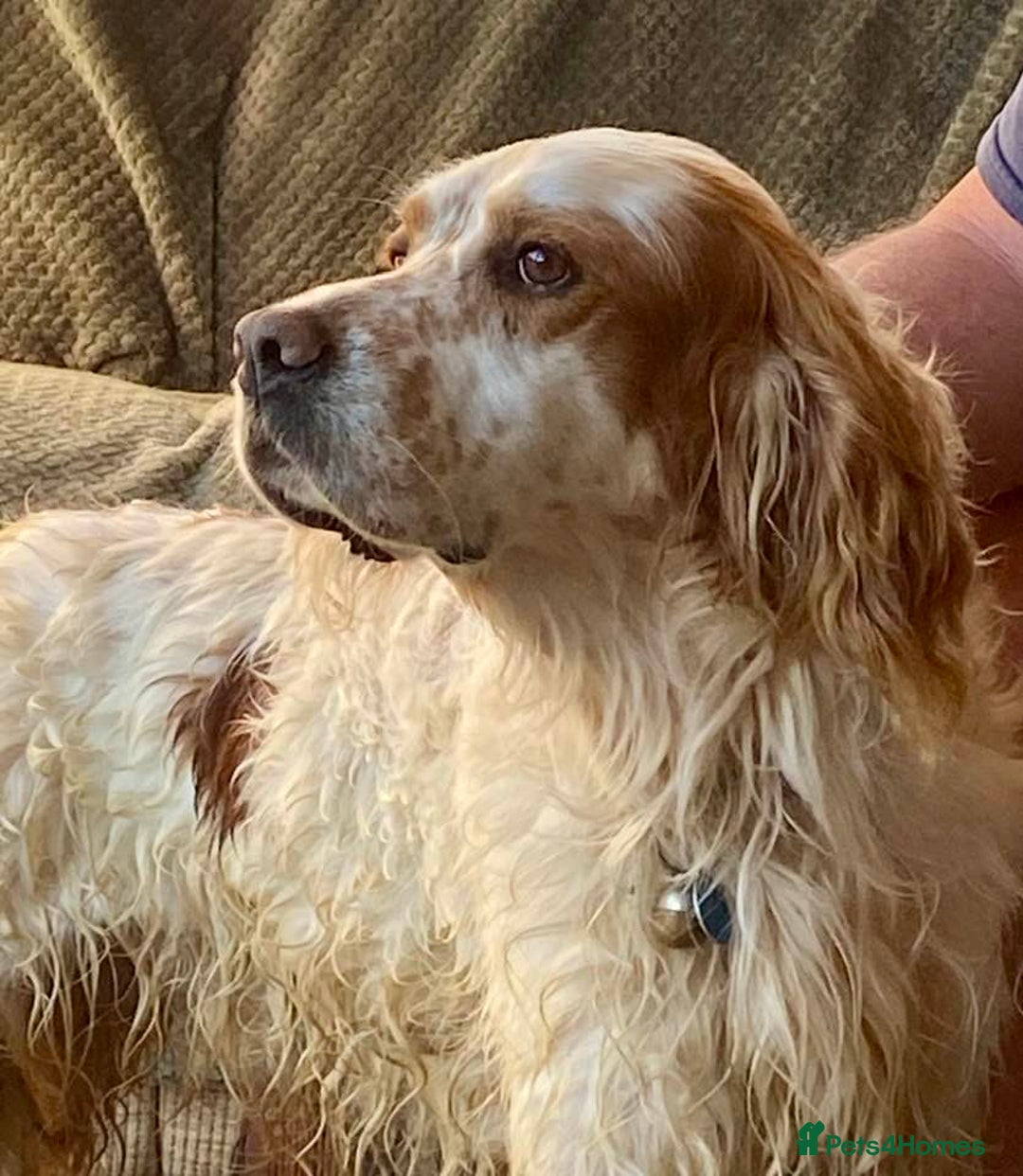 English Setter dogs for adoption: Dover in Woolacombe - Image 1