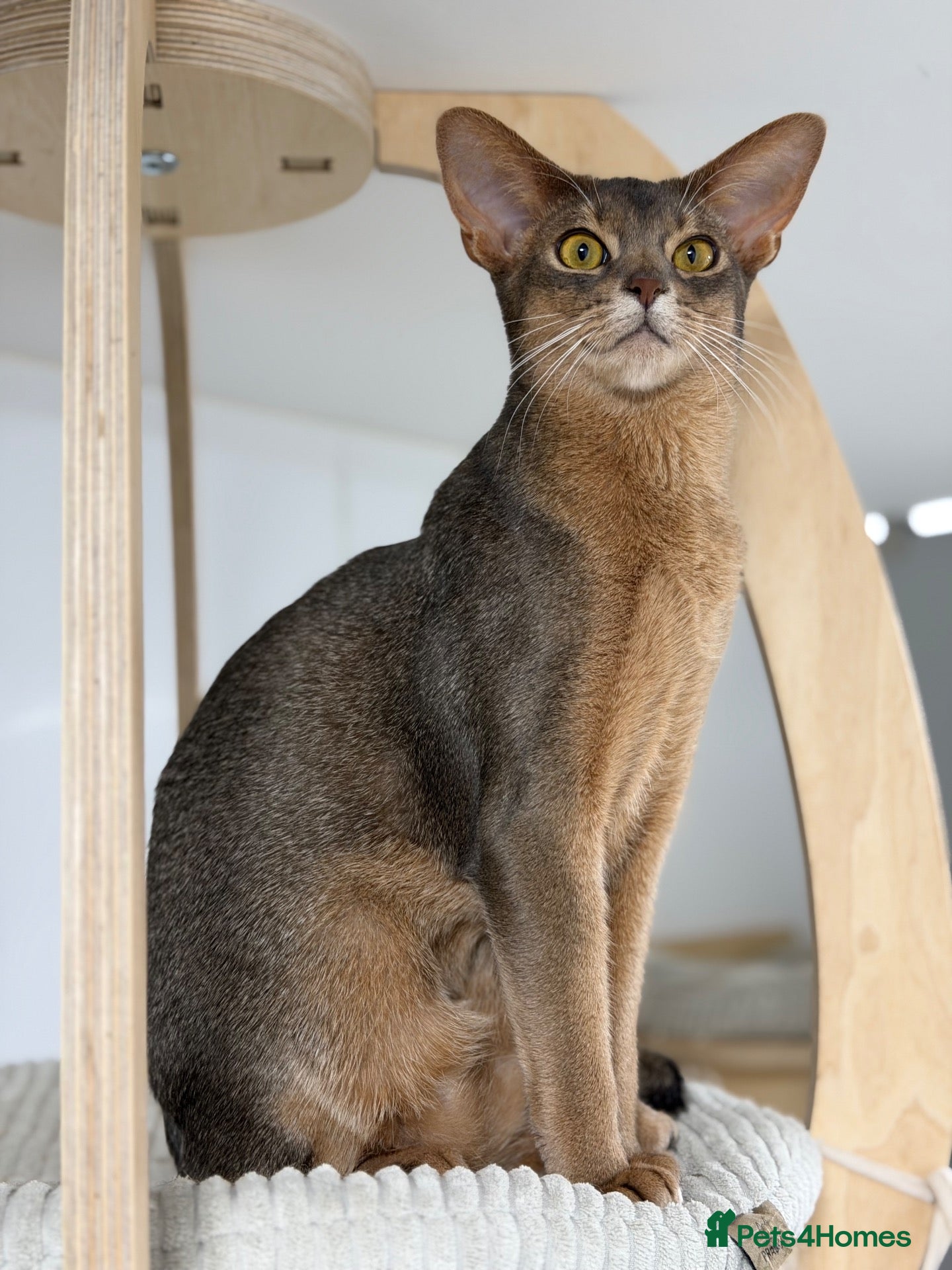 Abyssinian cats for sale:  Last boy 💙🏠 - Advert 8