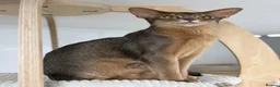 Abyssinian cats for sale:  Last boy 💙🏠 - Advert 1