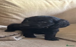 Goldendoodle dogs for sale: 12 Stunning Goldendoodles - Image 16