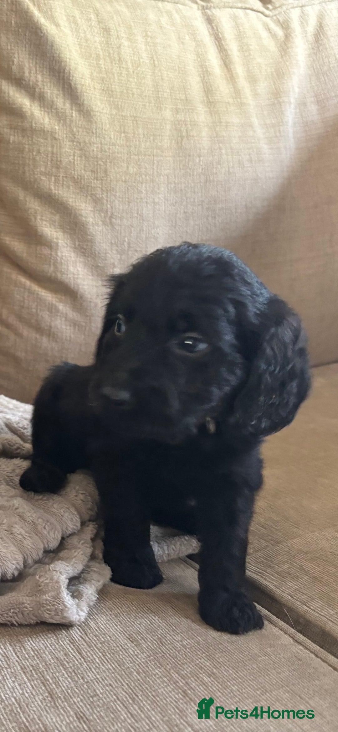 Goldendoodle dogs for sale: 12 Stunning Goldendoodles - Image 16