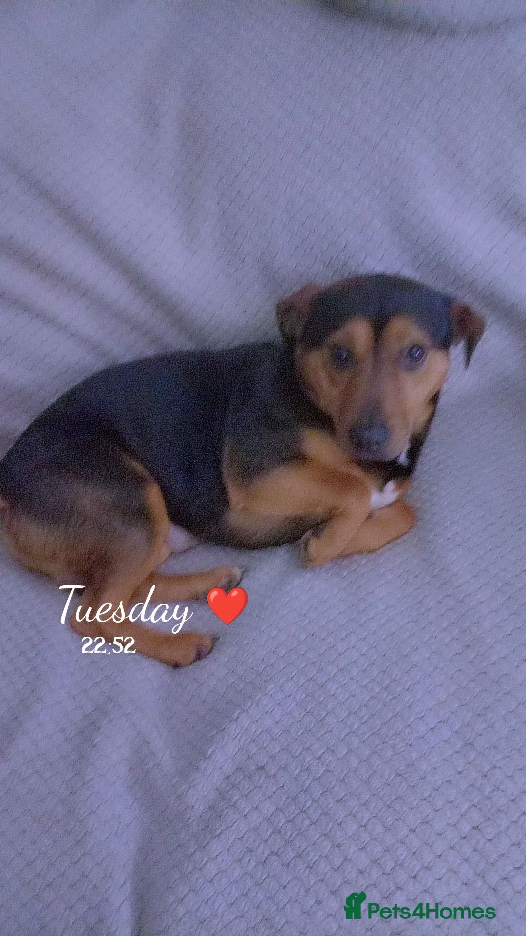 Mixed Breed dogs for sale: Loving dog to be rehomed  - Advert 4