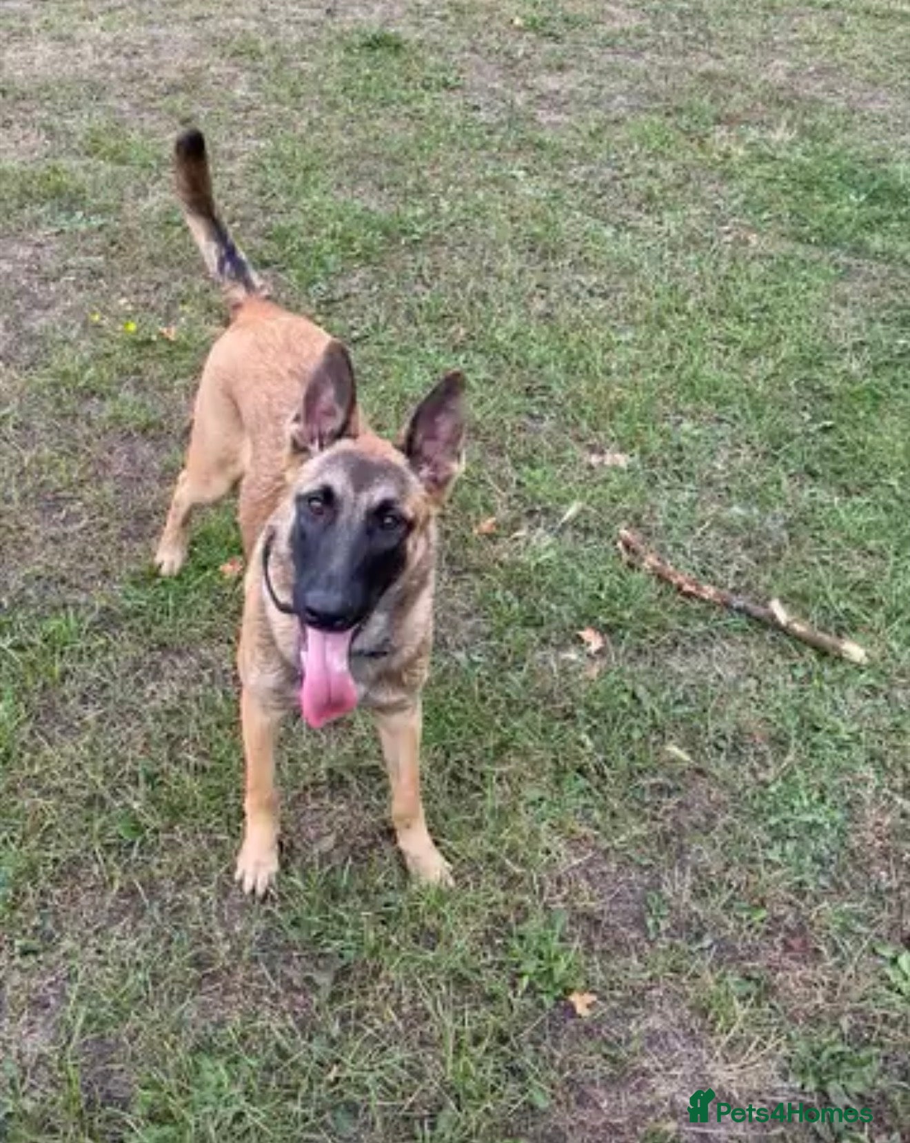 Belgian Shepherd Dog dogs Belgium malinois puppy - Advert 5